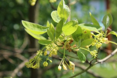 Sassafras albidum - sasafras lékařský - květ a list